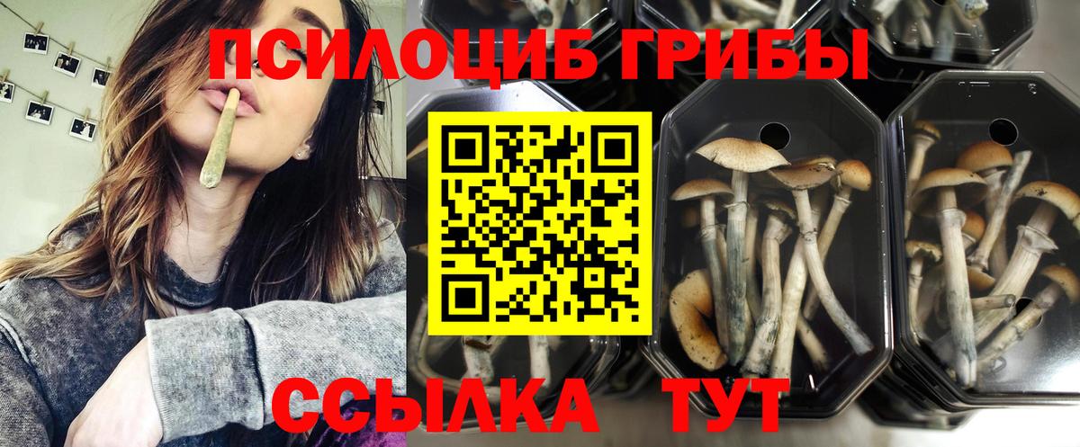 Галлюциногенные грибы Psilocybe Шелехов